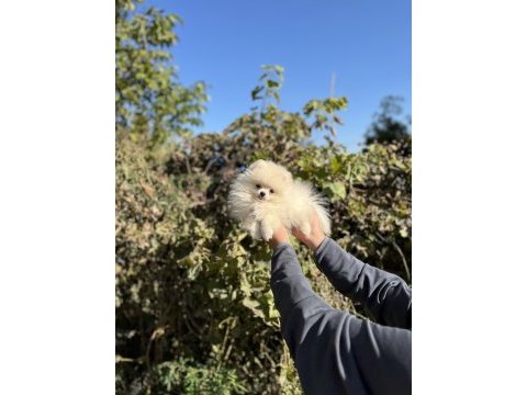 Pomeranian boo kız bebek