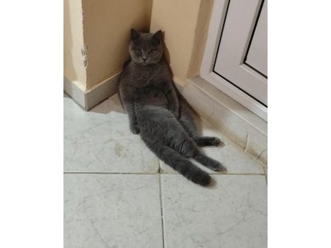 British shorthair prensesimize sahip aranıyor