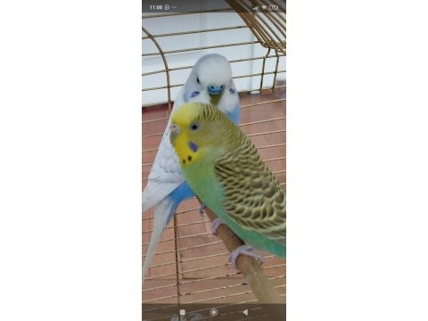 Damızlık muhabbet kuşu 3 yaşında