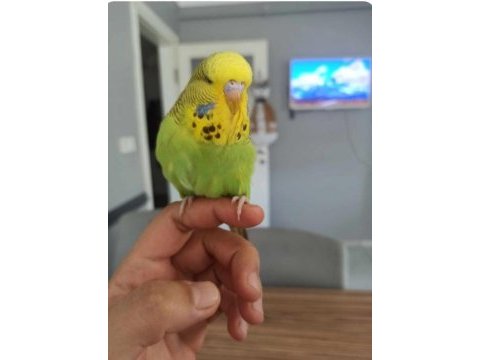 Yeni yeme düşmüş muhabbet kuşu