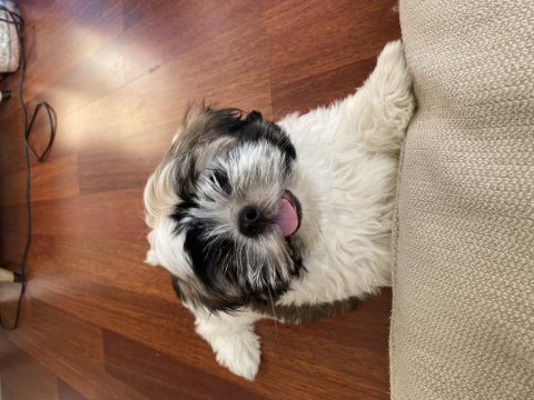 2 aylık erkek shih tzu