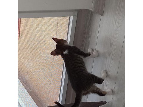 2.5 aylık yavru kedimiz