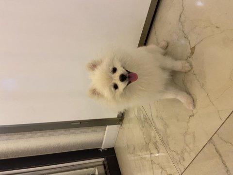 Pasaportlu pomeranian 6 aylık