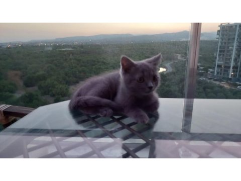 Kül rengi british shorthair sahibini arıyor