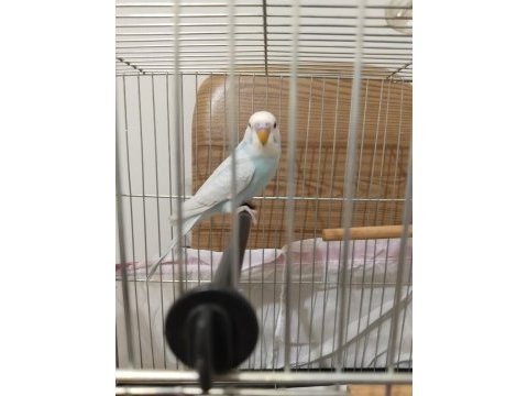 2 aylık muhabbet kuşu