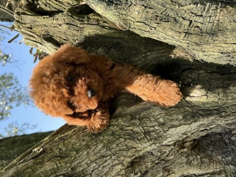 Toy poodle kore garantili