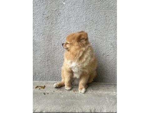 0 boy pomeranian oğlumuz yeni yuvasını arıyor