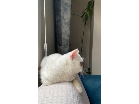 Erkek british shorthair kedimiz