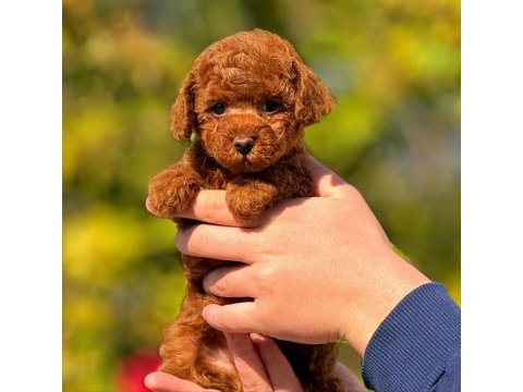 2.5 aylık dişi toy poodle bebeğimiz