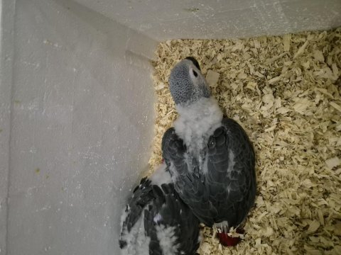 El besleme bebek jako papağanı evlatlar