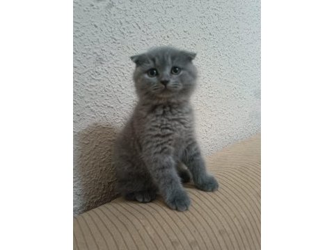Scottish fold yavrumuz