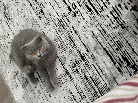 Scottish fold kedisi