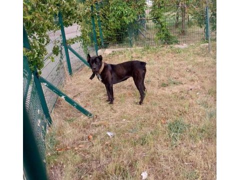 Çok sağlam orj ırk cane corso