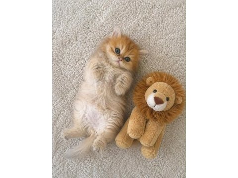 Ankranın en güzel ny12 golden british shorthair yavruları