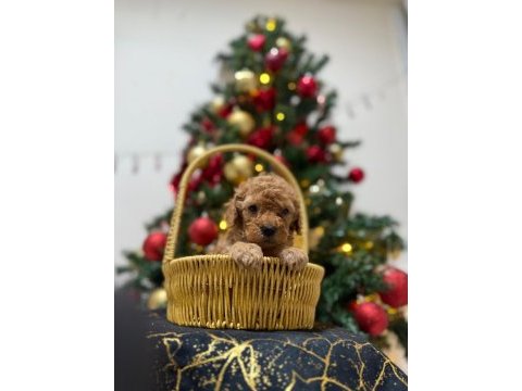 Toy poodle bebeklerimiz yuvasını arıyor