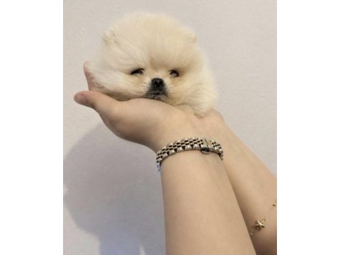 Pomeranian boo sağlıklı ve bakımlı