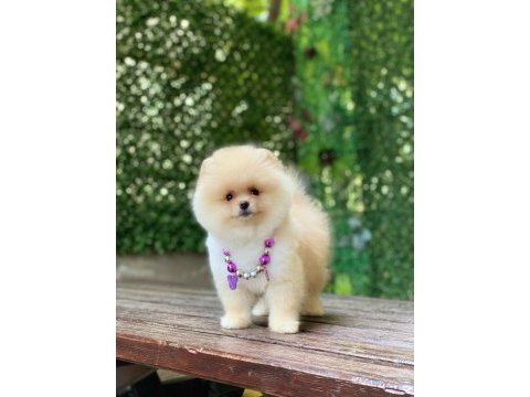 Dişi ayı surat orjinal pomeranian boo