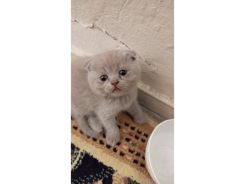 50 günlük minnoş kediler
