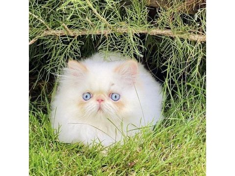 Orijinal chinchilla yavrularımız