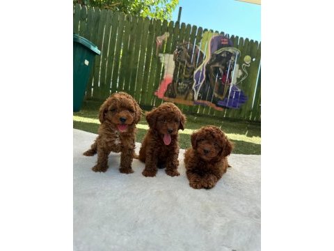 Kalite ve sağlığın ön planda olduğu toy poodle bebekler