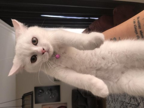 3.5 aylık dişi british shorthair