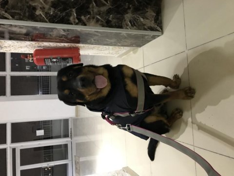 Eğitimli rottweiler köpeği