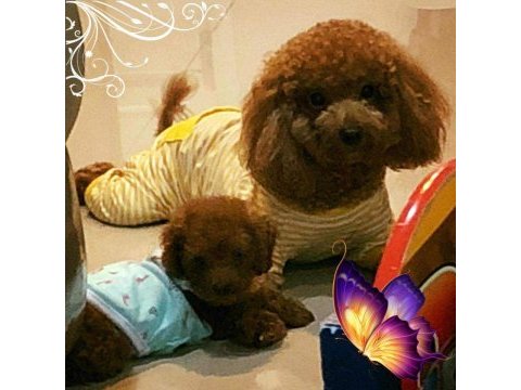 Tea cup  orjinal toy poodle yavrulari