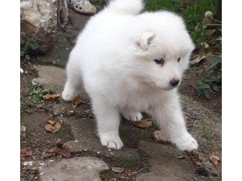 Samoyed yavrularımız ırk garantilidir
