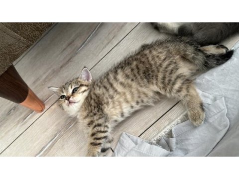 Üç adet yavrumuz sahiplendirilecektir dişi