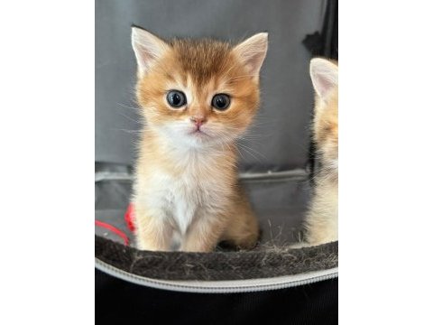 British shorthair golden yavrular
