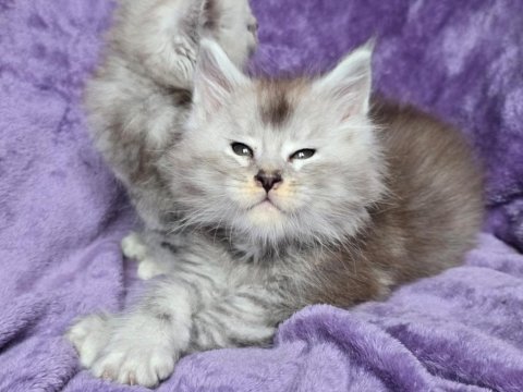 Xxxl maine coon erkek wcf kayıtlı