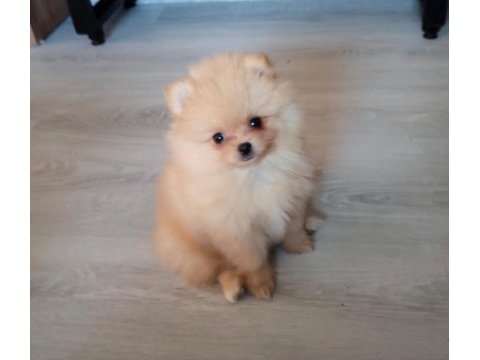 Secereli anne babadan show clas pomeranian yavrular