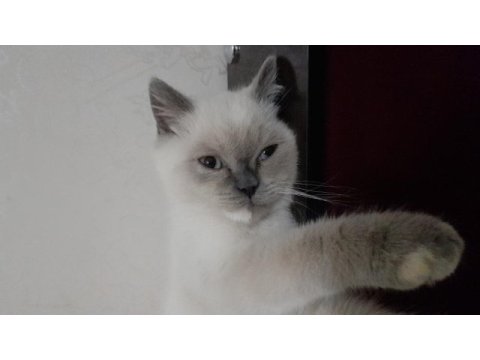 Blue point british shorthair