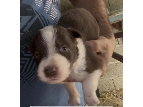 Şeker köpekler bunlar