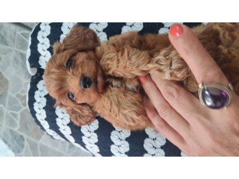 Maltipoo yavrumuz
