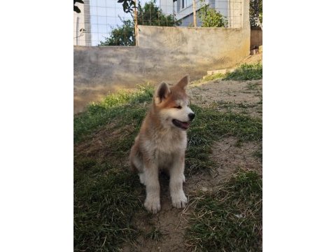 Orijinal safkan japon akita inu