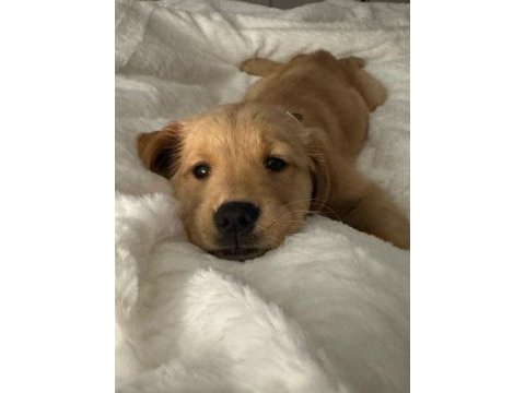 Safkan golden retriever yavrularımız