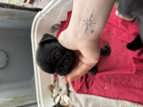 Pug siyah krem