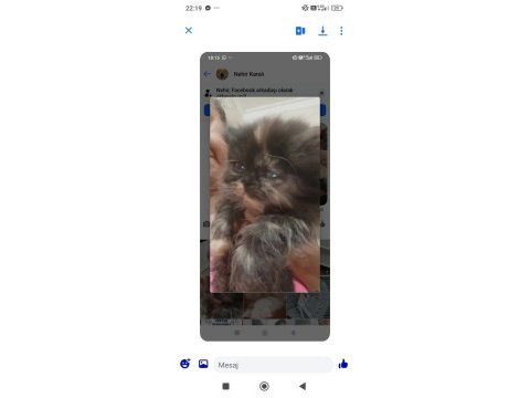 Bakmadan geçmeyin yavru kedilerimize