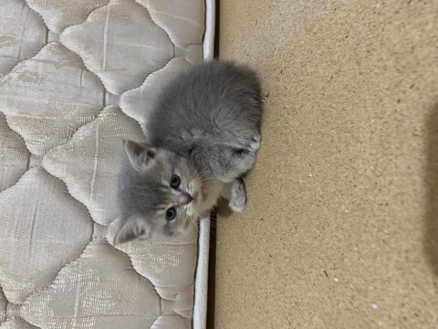 Sağlıklı kediler yavrular yeni yuvalarını bekliyor