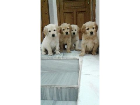 Bebek yüzlü bebek gibi golden retriever
