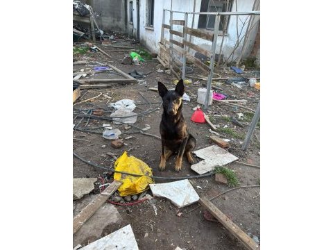 1.5 yaşında safkan malinois siyah köpeğimiz