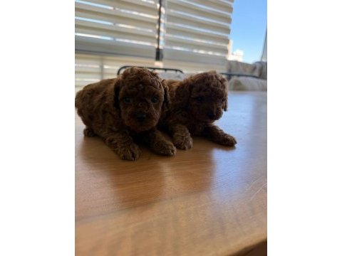 Toy poodle yavrularımız