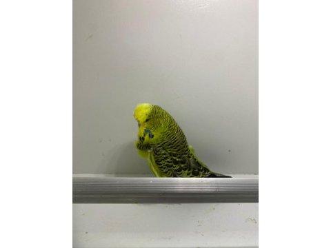 Show jumbo dişi muhabbet kuşu