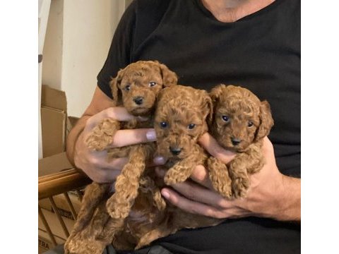 Toy poodle 28/09/2024 doğumlu