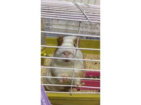 Uzun tüylü guinea pig