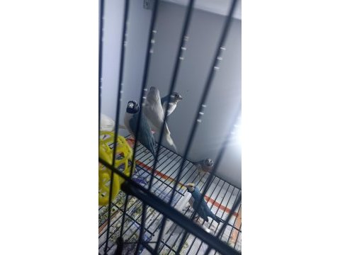 Mavi ve silver goldian finch takımlar