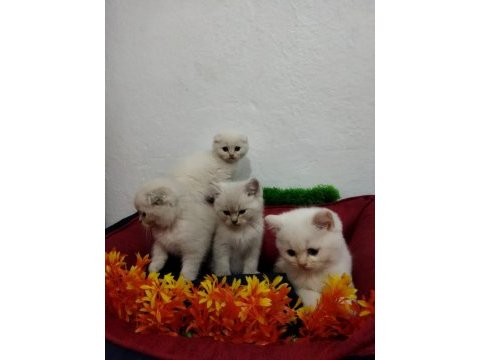 Muhteşem güzellikte beyaz scottish fold yavrularımız