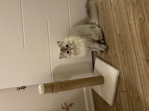 British longhair bilgi almak için iletişime geçelim