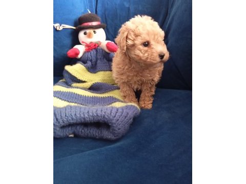 Poodle uygun bütçeli olanlar kaçırmasın